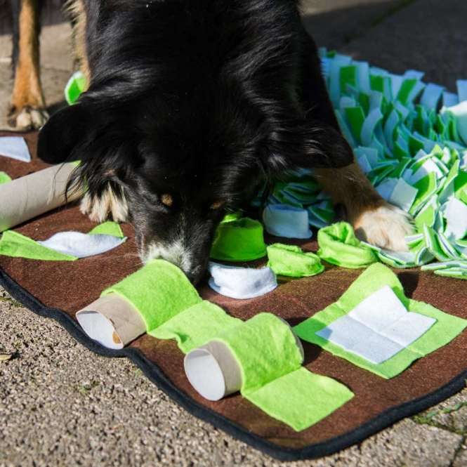 PROCYON Intelligenzschnüffelmatte – Bild 4