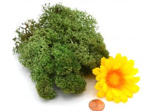 Muwse Islandmoos Tannengrün 10 g Maßstab Spur 1 Modellbau