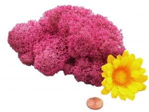 Muwse Islandmoos Veilchen Pink 10 g Maßstab Spur 1 Modellbau