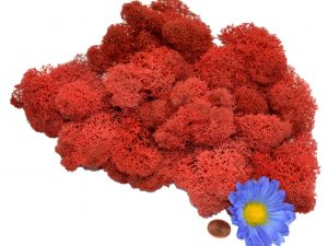 Muwse Islandmoos Mohnrot 25 g Maßstab Spur 1 Modellbau