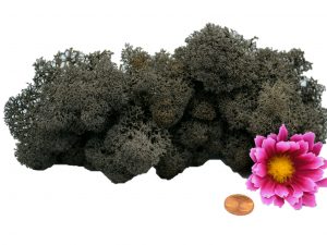 Muwse Islandmoos Dunkelgrau 25 g Maßstab Spur 1 Modellbau