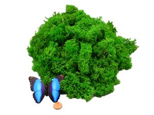 Muwse Islandmoos Grasgrün 100 g händisch gerupft Osternest Weihnachtskrippe