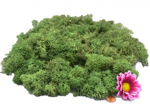 Muwse Islandmoos Tannengrün 100 g händisch gerupft Osternest Weihnachtskrippe