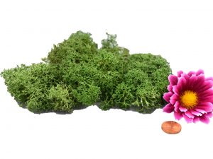 Muwse Islandmoos Tannengrün 10 g händisch gerupft Osternest Weihnachtskrippe