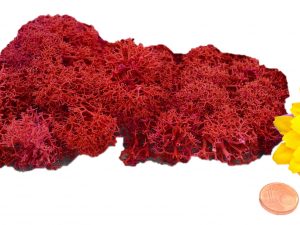 Muwse Islandmoos Mohnrot 10 g händisch gerupft Osternest Weihnachtskrippe