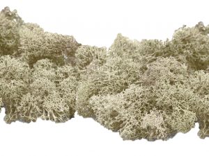 Muwse Islandmoos Cremeweiss 50 g händisch gerupft Osternest Weihnachtskrippe