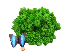 Muwse Islandmoos Grasgrün 50 g händisch gerupft Osternest Weihnachtskrippe