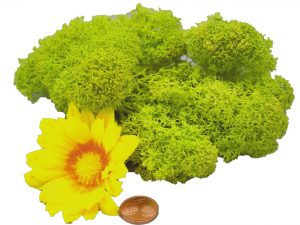 Muwse Islandmoos Frühlingsgrün 10 g Maßstab Spur G Modellbau