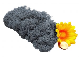 Muwse Islandmoos Titangrau 10 g Maßstab Spur G Modellbau