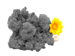 Muwse Islandmoos Titangrau 25 g Maßstab Spur G Modellbau