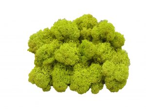 Muwse Islandmoos Frühlingsgrün 50 g Maßstab Spur G Modellbau