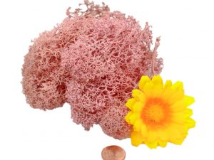 Muwse Islandmoos Rosa 10 g Maßstab Spur 0 Modellbau