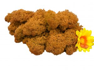 Muwse Islandmoos Melonengelb 25 g Maßstab Spur 0 Modellbau