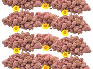 Muwse Islandmoos Rosa 1000 g Basteln Wandbilder Dekoration Gestalten