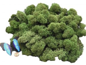 Muwse Islandmoos Tannengrün 100 g Basteln Wandbilder Dekoration Gestalten