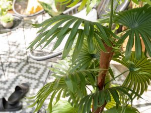 EUROPALMS Fächerpalme, Kunstpflanze, 165cm