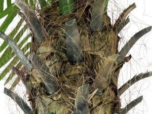 EUROPALMS Phönixpalme luxor, Kunstpflanze, 300cm