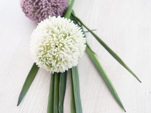 EUROPALMS Orchideenblatt (EVA), künstlich, grün, 45cm