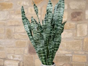 EUROPALMS Bogenhanf (EVA), künstlich, grün, 60cm