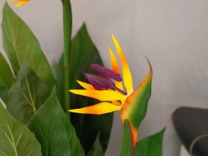 EUROPALMS Strelitzie, Kunstpflanze, 90cm