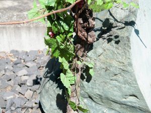 EUROPALMS Rebstock 150cm