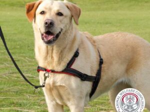 Trixie Trainingsgeschirr Lead'n'Walk Soft - S-M