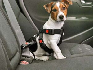 Karlie Auto-Sicherheitsgurt - XS