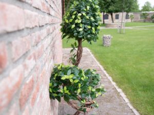 EUROPALMS Ficus Multi Spiralstamm, Kunstpflanze, 160cm