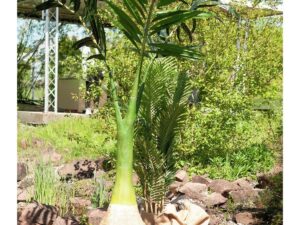 EUROPALMS Phönix Palme, Kunstpflanze, 240cm