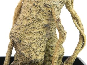 EUROPALMS Steineibe, Kunstpflanze, 115cm