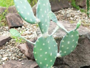 EUROPALMS Blätterkaktus, Kunstpflanze, 76cm