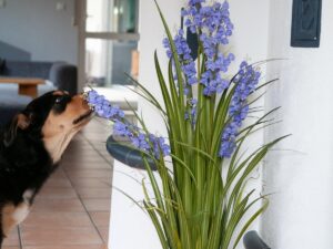 EUROPALMS Glockenblume, Kunstblume, lila, 105cm