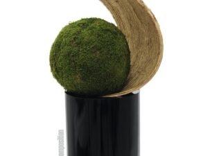 EUROPALMS Galarablatt, getrocknet, gold