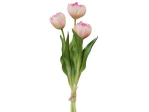 Tulpenbund 3 Stück