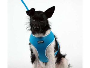 Pet-Star Softgeschirr / Netzgeschirr - Blau - XL