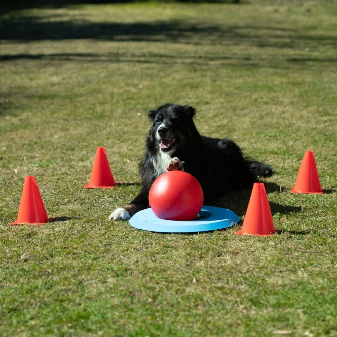 PROCYON Dog Golf Set – Bild 2