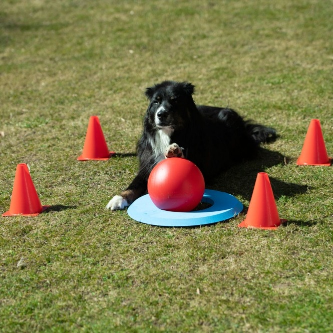 PROCYON Dog Golf Set – Bild 4